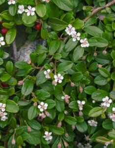 Cotoneaster dammeri - Cotoneaster de Dammer - fleurs