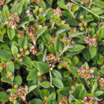 Cotoneaster franchetii – Cotonéastre de Franchet - feuillage et fleurs