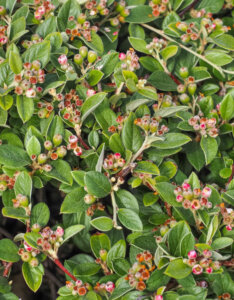Cotoneaster franchetii – Cotonéastre de Franchet - feuillage et fleurs