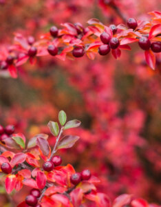 Cotoneaster horizontalis - Cotoneaster rampant - feuillage automnal