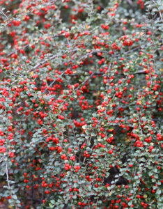 Cotoneaster horizontalis - Cotoneaster rampant - feuillage et fructification