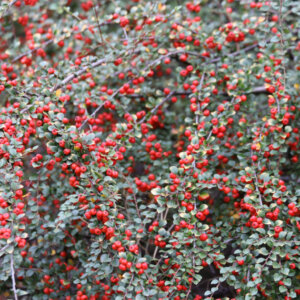 Cotoneaster horizontalis - Cotoneaster rampant - feuillage et fructification