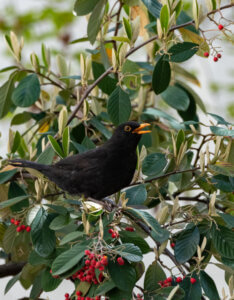 Cotoneaster lacteus - Cotoneaster lacteus - Vue d'ensemble
