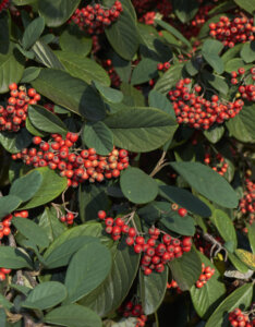 Cotoneaster lacteus - Cotoneaster lacteus - feuillage et fructification