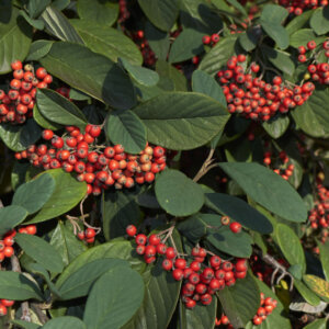 Cotoneaster lacteus - Cotoneaster lacteus - feuillage et fructification