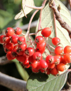 Cotoneaster lacteus - Cotoneaster lacteus - Fructification