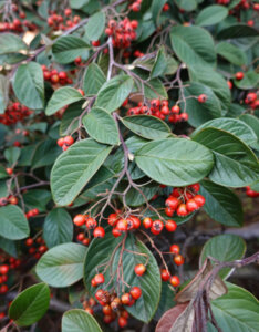 Cotoneaster lacteus - Cotonéaster laiteux - feuillage et fructification