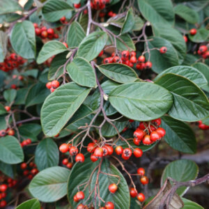 Cotoneaster lacteus - Cotonéaster laiteux - feuillage et fructification