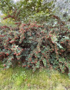 Cotoneaster lacteus - Cotonéaster laiteux - Vue d'ensemble