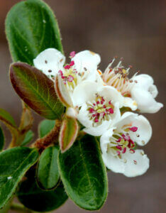 Cotoneaster microphyllus - Cotoneaster à petites feuilles - Fleurs