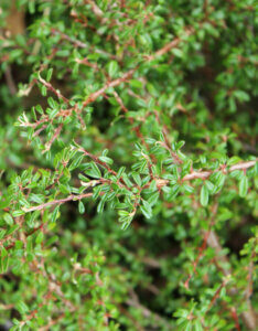 Cotoneaster microphyllus - Cotoneaster à petites feuilles - feuillage