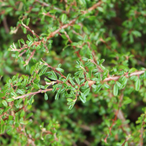 Cotoneaster microphyllus - Cotoneaster à petites feuilles - feuillage