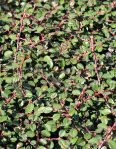 Cotoneaster procumbens Queen of Carpets - Cotoneaster tapissant - Vue d'ensemble