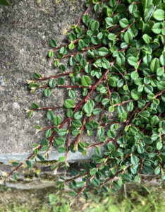 Cotoneaster procumbens Queen of Carpets - Cotoneaster tapissant - en situation