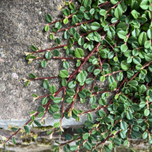 Cotoneaster procumbens Queen of Carpets - Cotoneaster tapissant - en situation