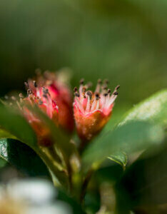 Cotoneaster radicans Eichholz - Cotoneaster rampant - fleurs