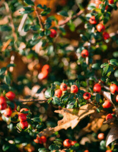 Cotoneaster radicans Eichholz - Cotoneaster rampant - feuillage et fructification
