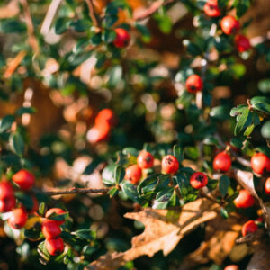 Cotoneaster radicans Eichholz - Cotoneaster rampant - feuillage et fructification