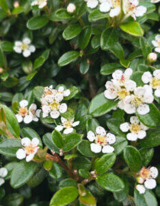Cotoneaster radicans Eichholz - Cotoneaster rampant - Fleurs