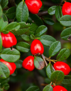 Cotoneaster suecicus Coral Beauty - Cotoneaster rampant - Fructification