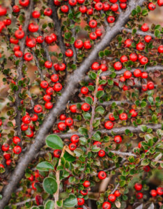Cotoneaster suecicus Coral Beauty - Cotoneaster rampant - fructification et feuillage