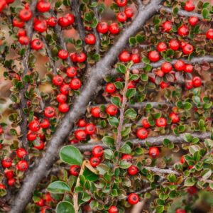 Cotoneaster suecicus Coral Beauty - Cotoneaster rampant - fructification et feuillage