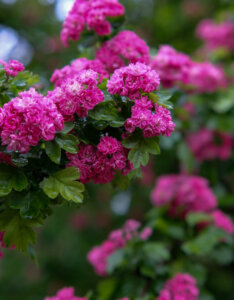Crataegus media Paul's Scarlet - Aubepine - fleurs