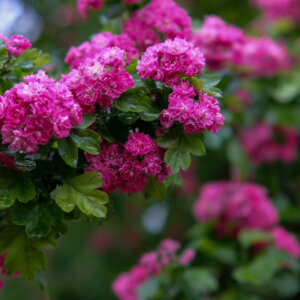 Crataegus media Paul's Scarlet - Aubepine - fleurs
