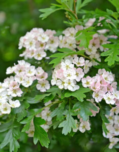 Crataegus monogyna - Aubépine monogyne - fleurs et feuillage