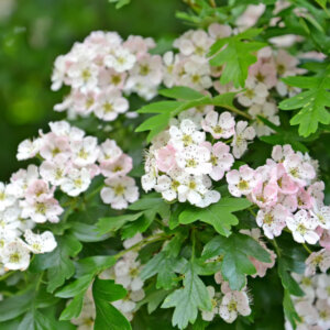 Crataegus monogyna - Aubépine monogyne - fleurs et feuillage