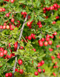 Crataegus monogyna - Aubépine monogyne - fructification