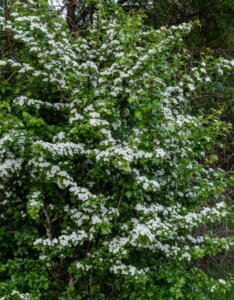 Crataegus monogyna - Aubépine monogyne - En fleurs