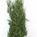 Cupressocyparis leylandii 2001 - Cyprès de Leyland