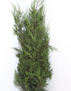 Cupressocyparis leylandii 2001 - Cyprès de Leyland