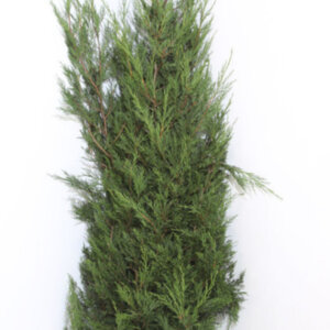 Cupressocyparis leylandii 2001 - Cyprès de Leyland