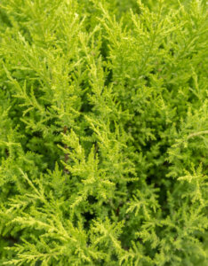 Cupressocyparis leylandii Castlewellan - Cyprès de Leyland - feuillage