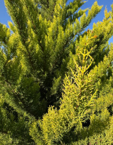 Cupressocyparis leylandii Castlewellan - Cyprès de Leyland - vue d'ensemble