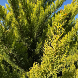 Cupressocyparis leylandii Castlewellan - Cyprès de Leyland - vue d'ensemble