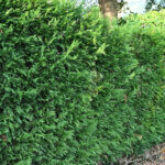 Cupressocyparis leylandii - Cyprès de Leyland - vue d'ensemble