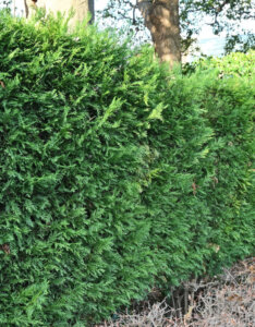 Cupressocyparis leylandii - Cyprès de Leyland - vue d'ensemble