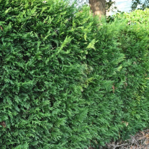 Cupressocyparis leylandii - Cyprès de Leyland - vue d'ensemble