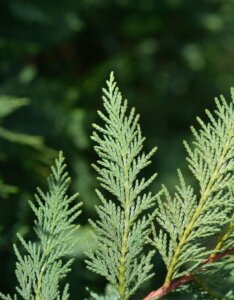 Cupressocyparis leylandii - Cyprès de Leyland - Feuilles