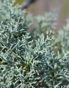 Cupressus arizonica Fastigiata - Cyprès de l'Arizona Fastigié - Feuillage