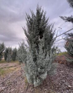 Cupressus arizonica Fastigiata - Cyprès de l'Arizona Fastigié - Vue d'ensemble