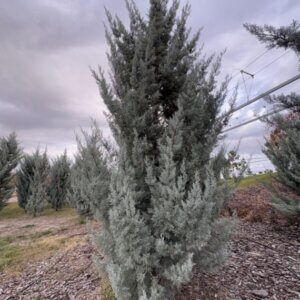 Cupressus arizonica Fastigiata - Cyprès de l'Arizona Fastigié - Vue d'ensemble