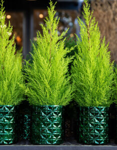 Cupressus macrocarpa Goldcrest - Cyprès de Monterey - en petit pot