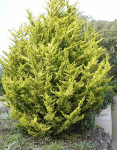 Cupressus macrocarpa Goldcrest - Cyprès de Monterey - vue d'ensemble
