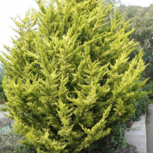 Cupressus macrocarpa Goldcrest - Cyprès de Monterey - vue d'ensemble