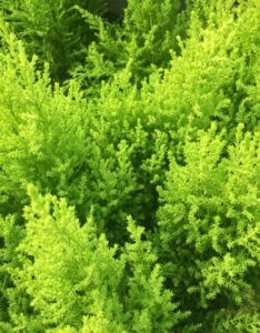 Cupressus macrocarpa Goldcrest - Cyprès de Monterey