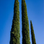 Cupressus sempervirens Pyramidalis - Cyprès de Provence - vue d'ensemble
